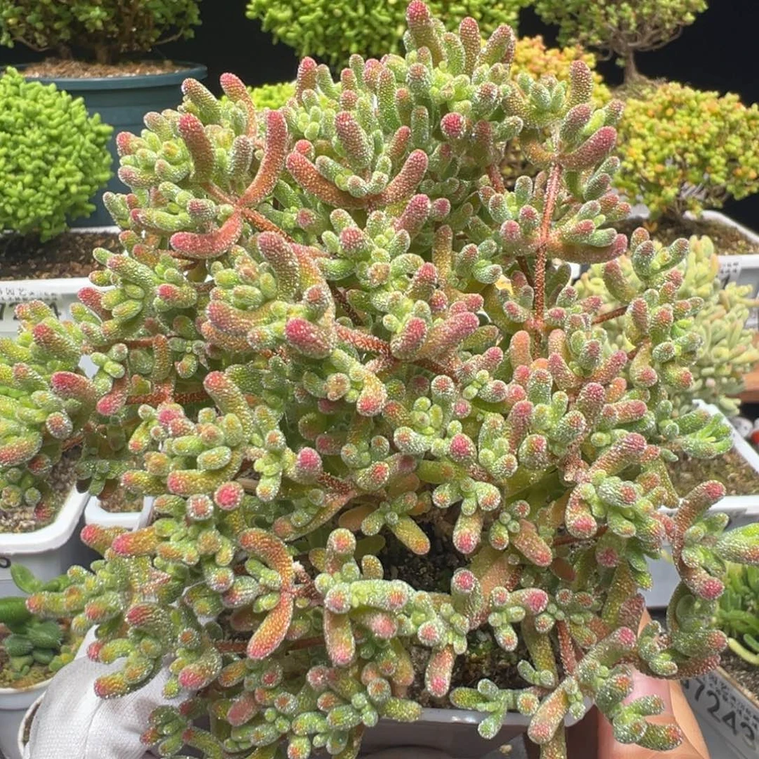 d7274草莓红冰晶枝干