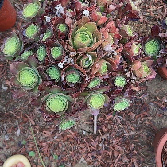 29加急发明天早上八点左右