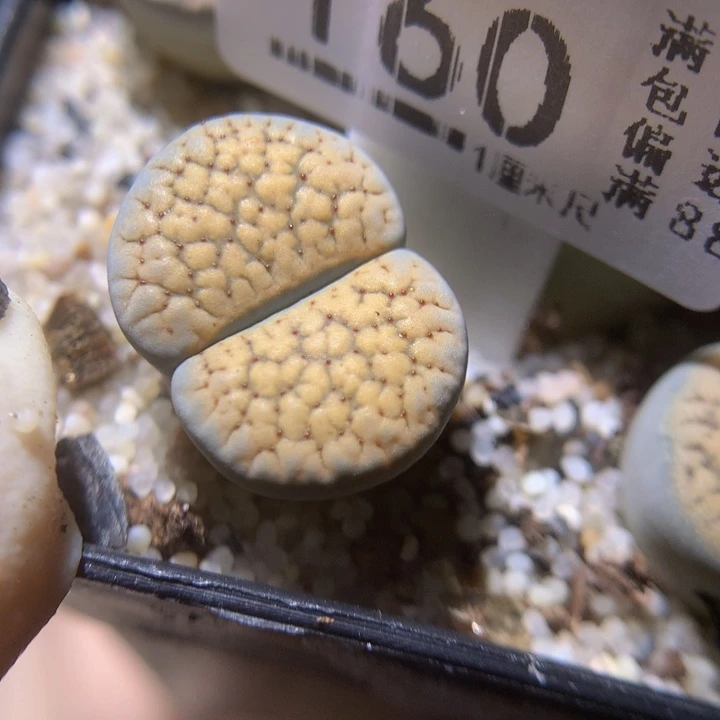 精品生石花225.160德州