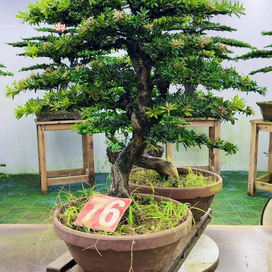 【闪购商品】无花朵