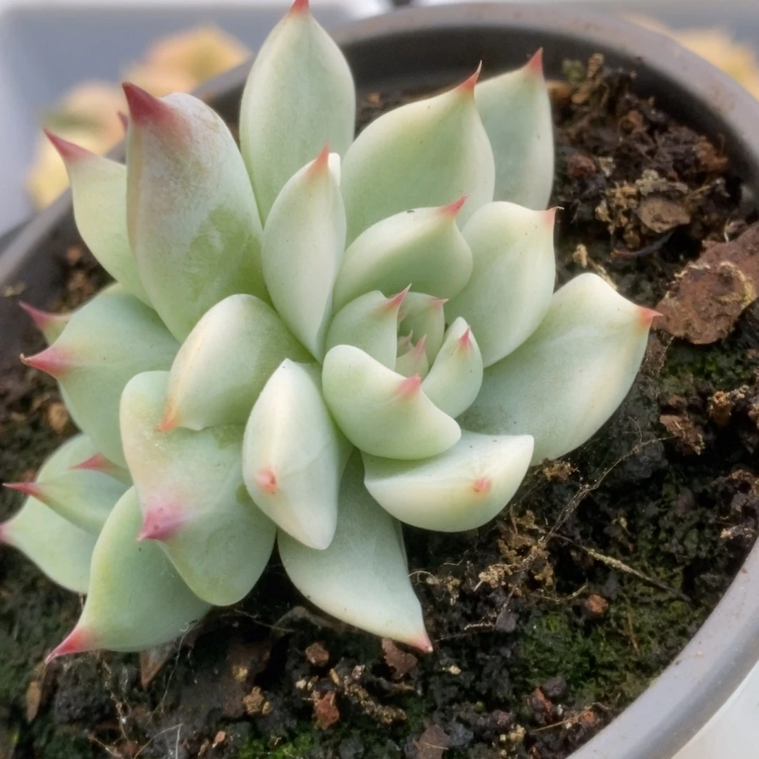 550锦锦锦锦锦锦锦锦