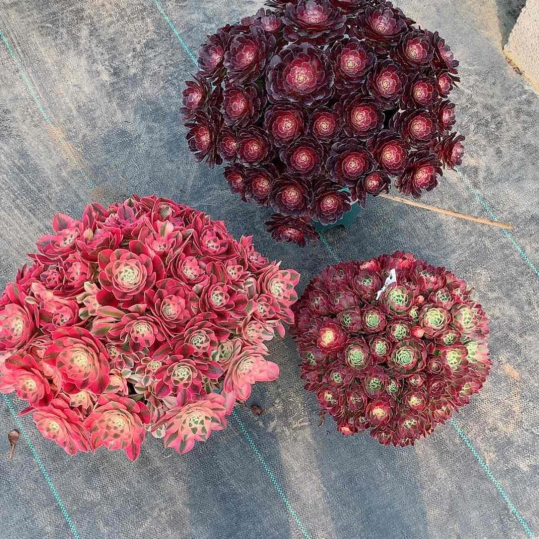 总****事萝莉，女巫，海王多肉植物