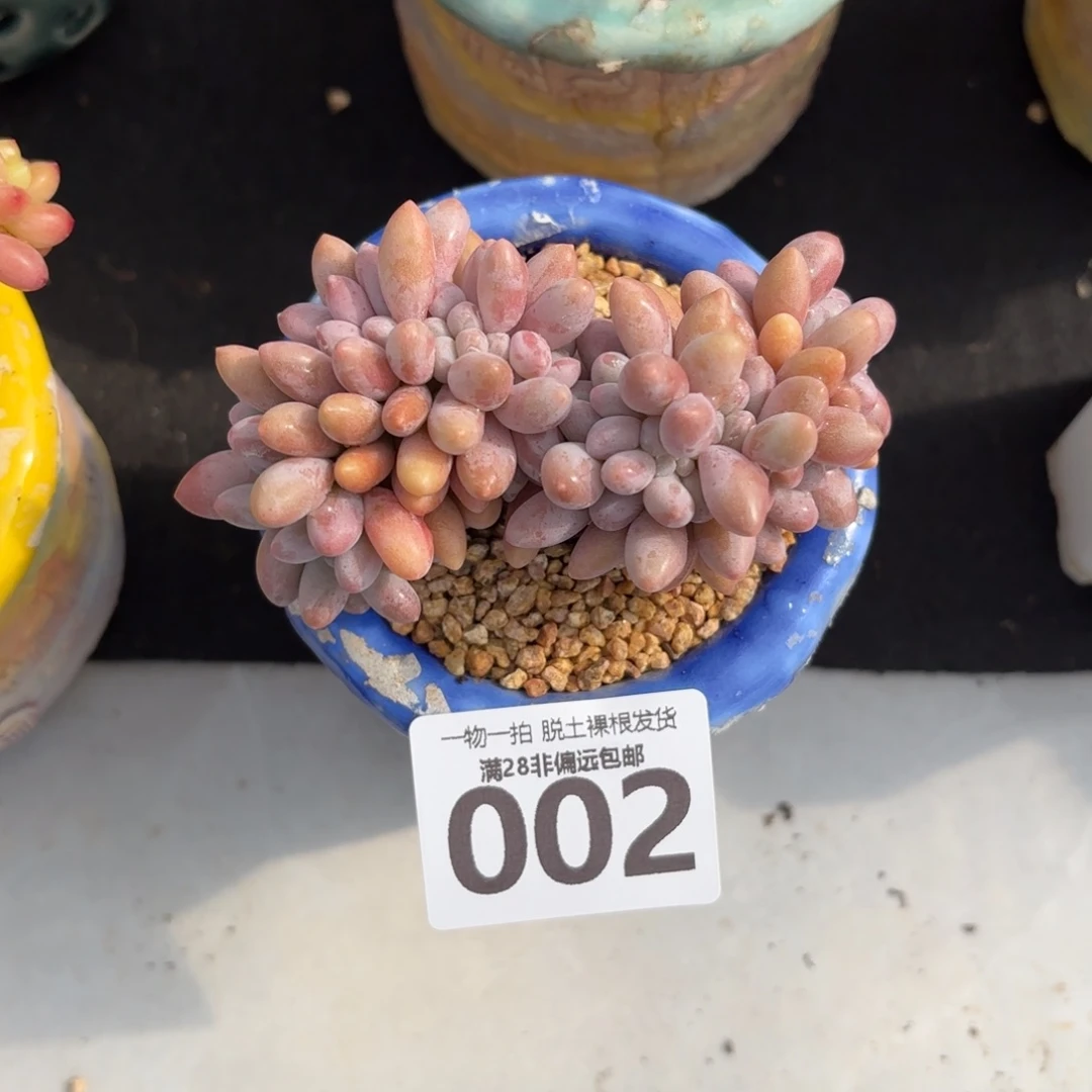 汤圆缀无盆土发货