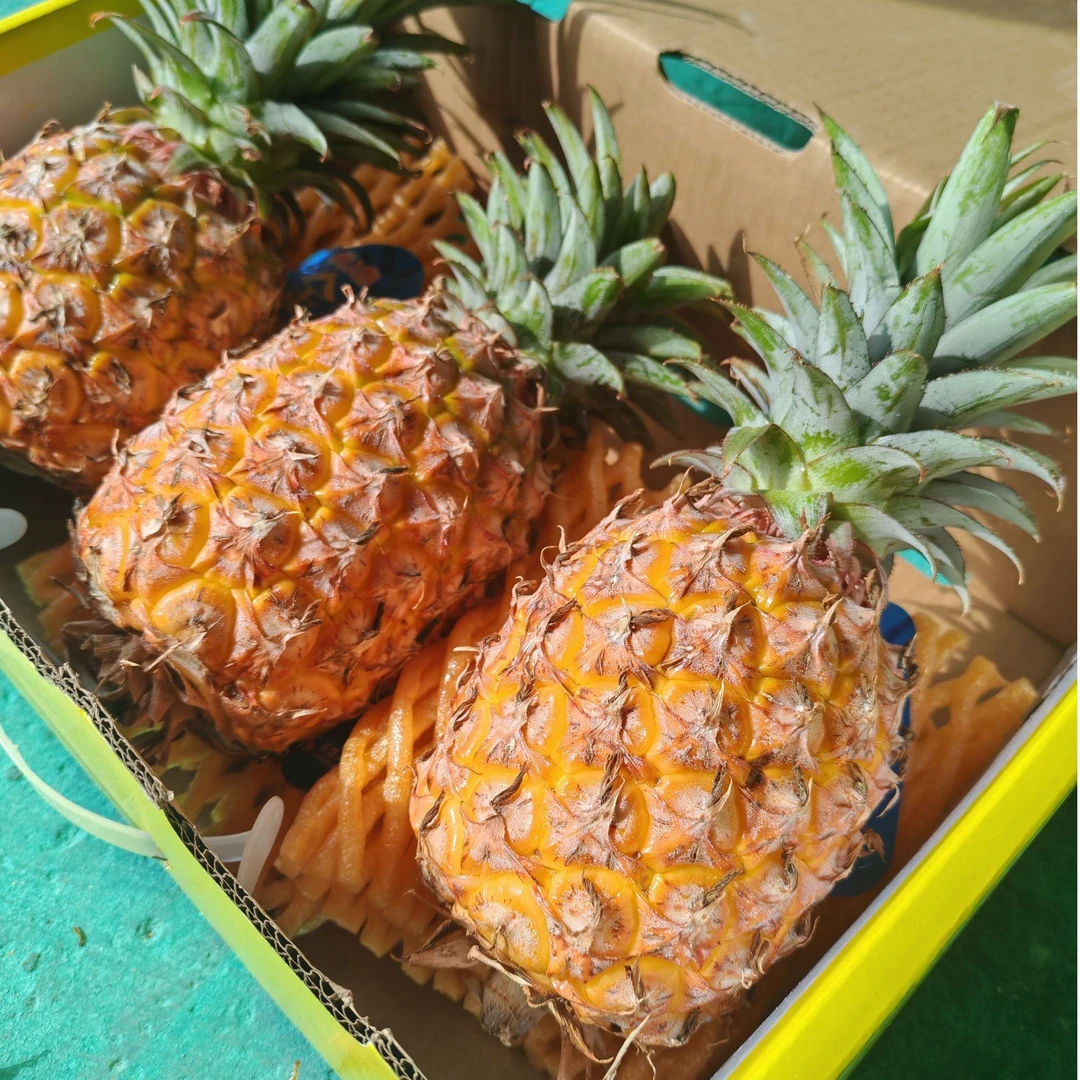 天地人【金钻凤梨】3颗净重4斤左右❗【顺丰/京东】狂飙发货❗甜到芯里