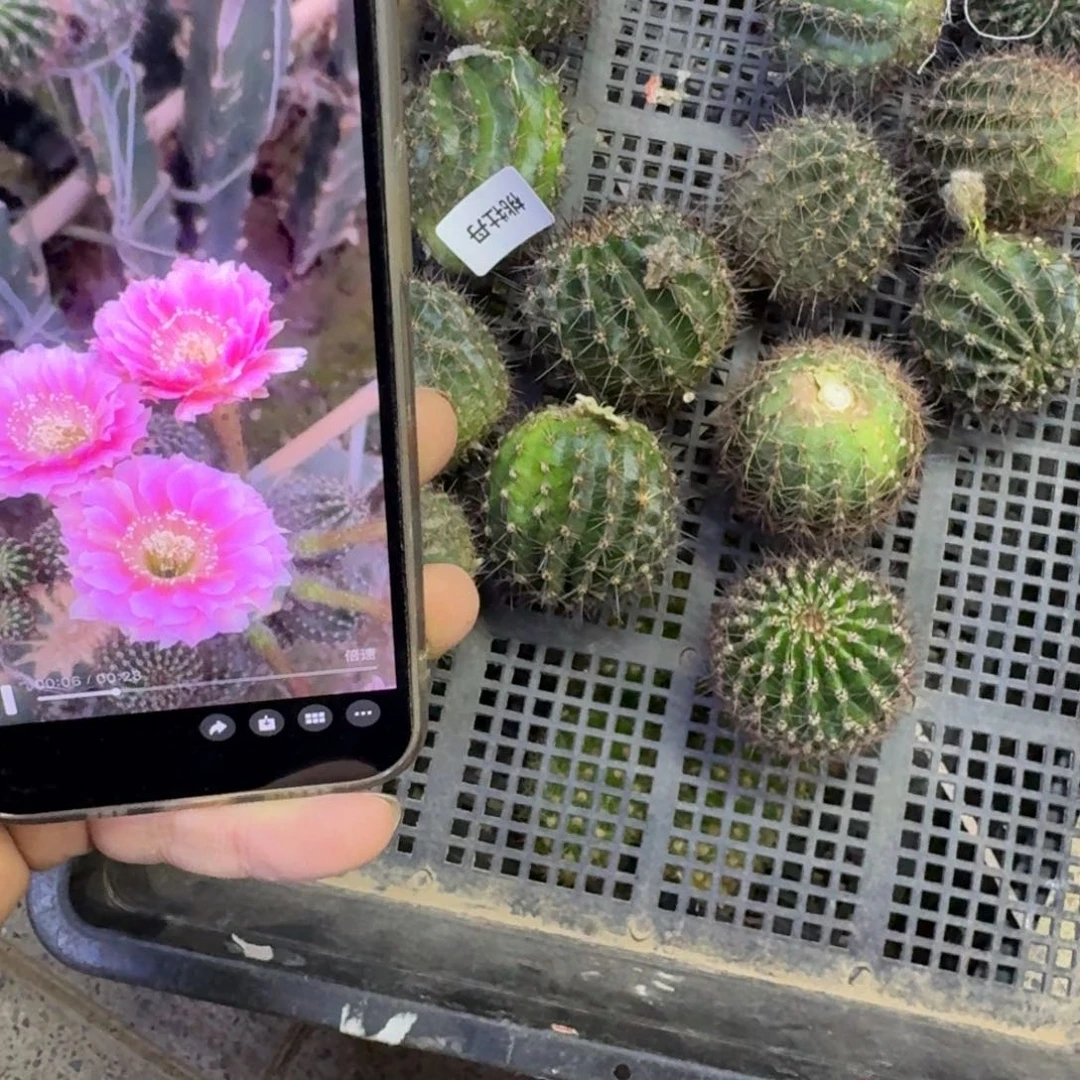 251彩草桃牡丹歪无根侧牙4公分左右，20包邮