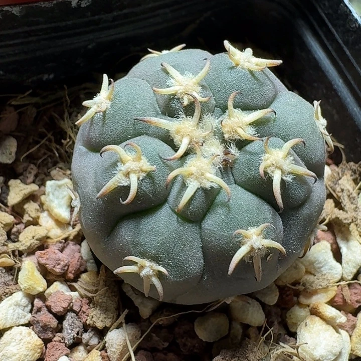 807猫爪实生脱土发货