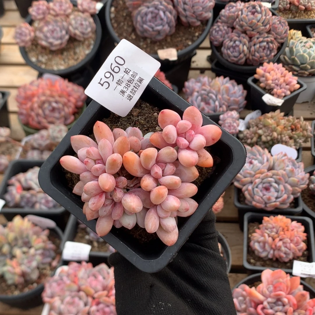 9.5厘米精控香水朵朵 5960