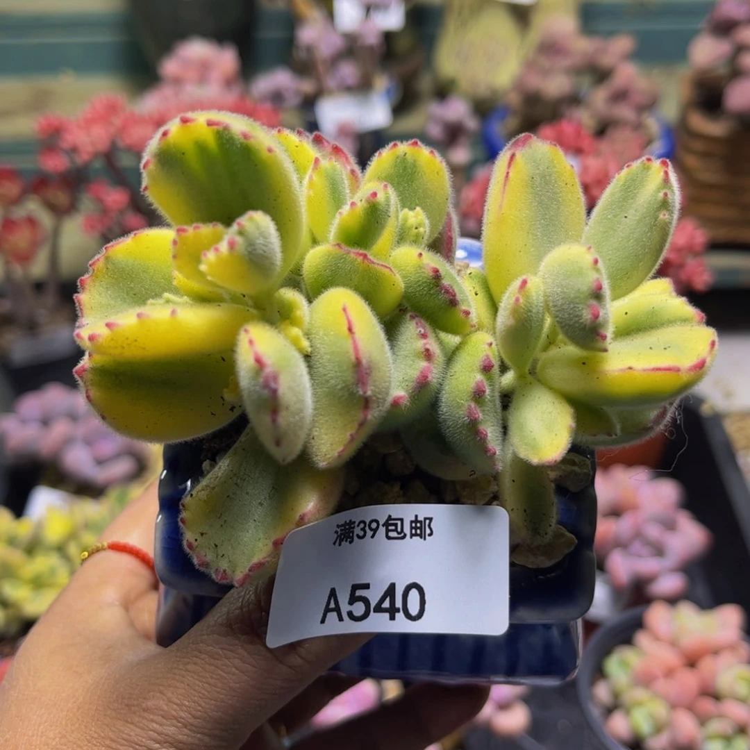 彩熊540/9cm多肉