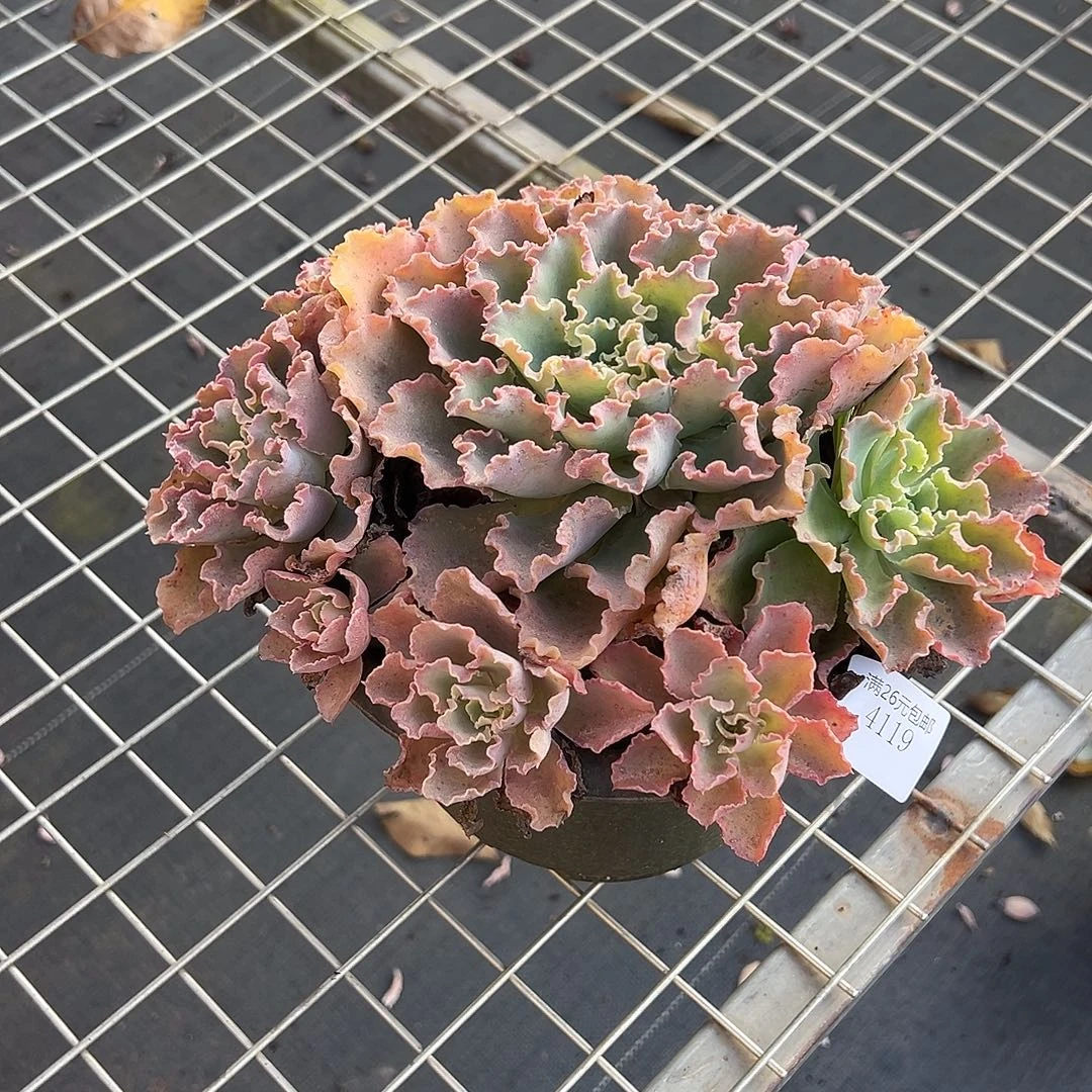 休***鹅4119蓝狐多肉植物多肉