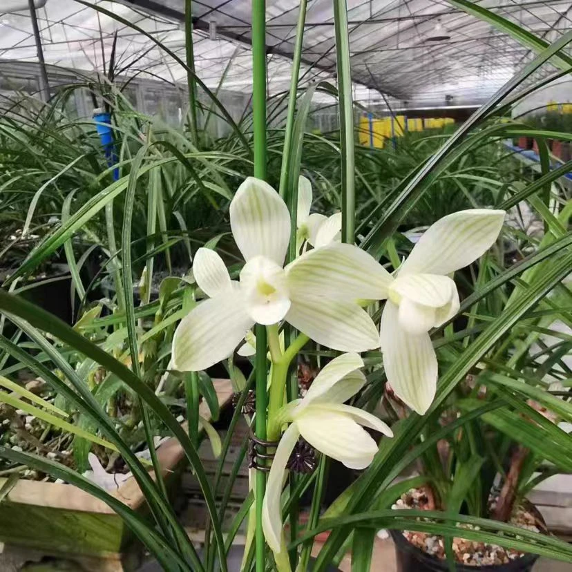 云南莲瓣兰永怀素精品兰花国兰花卉盆栽易上花包邮种球大盆室内