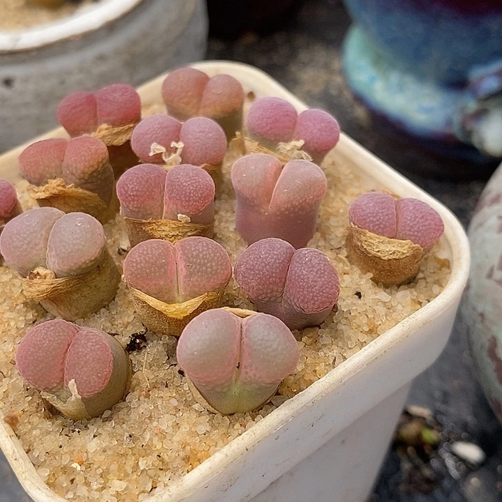 日系原株红风铃一颗