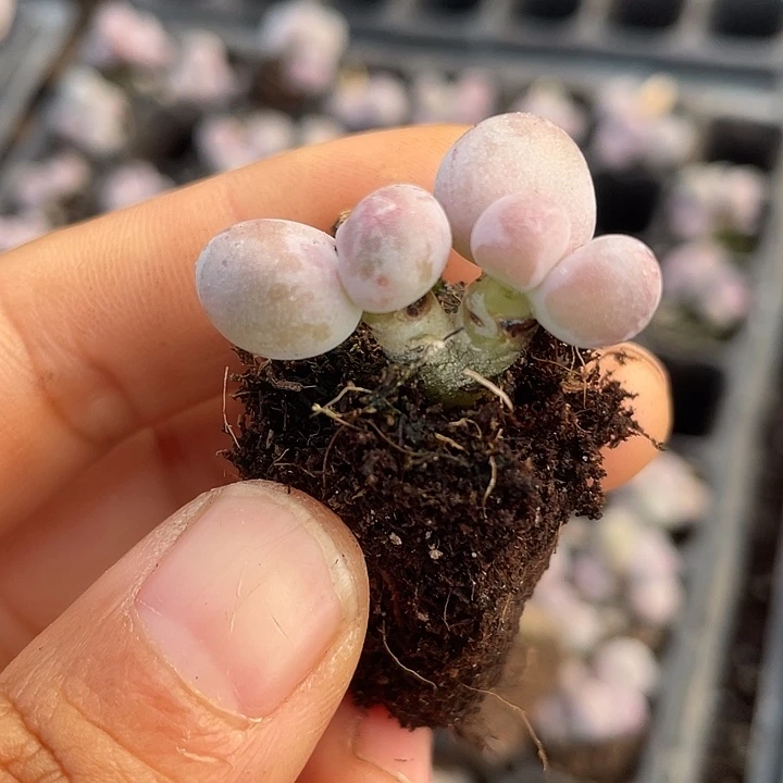 彩虹奶发2颗满18包邮