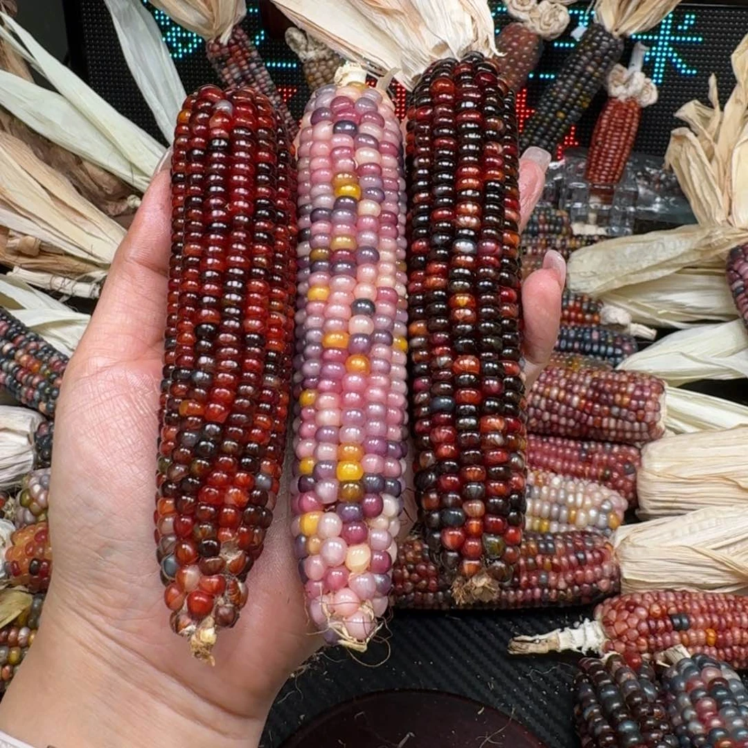 柏香籽/百香籽吊坠?**似