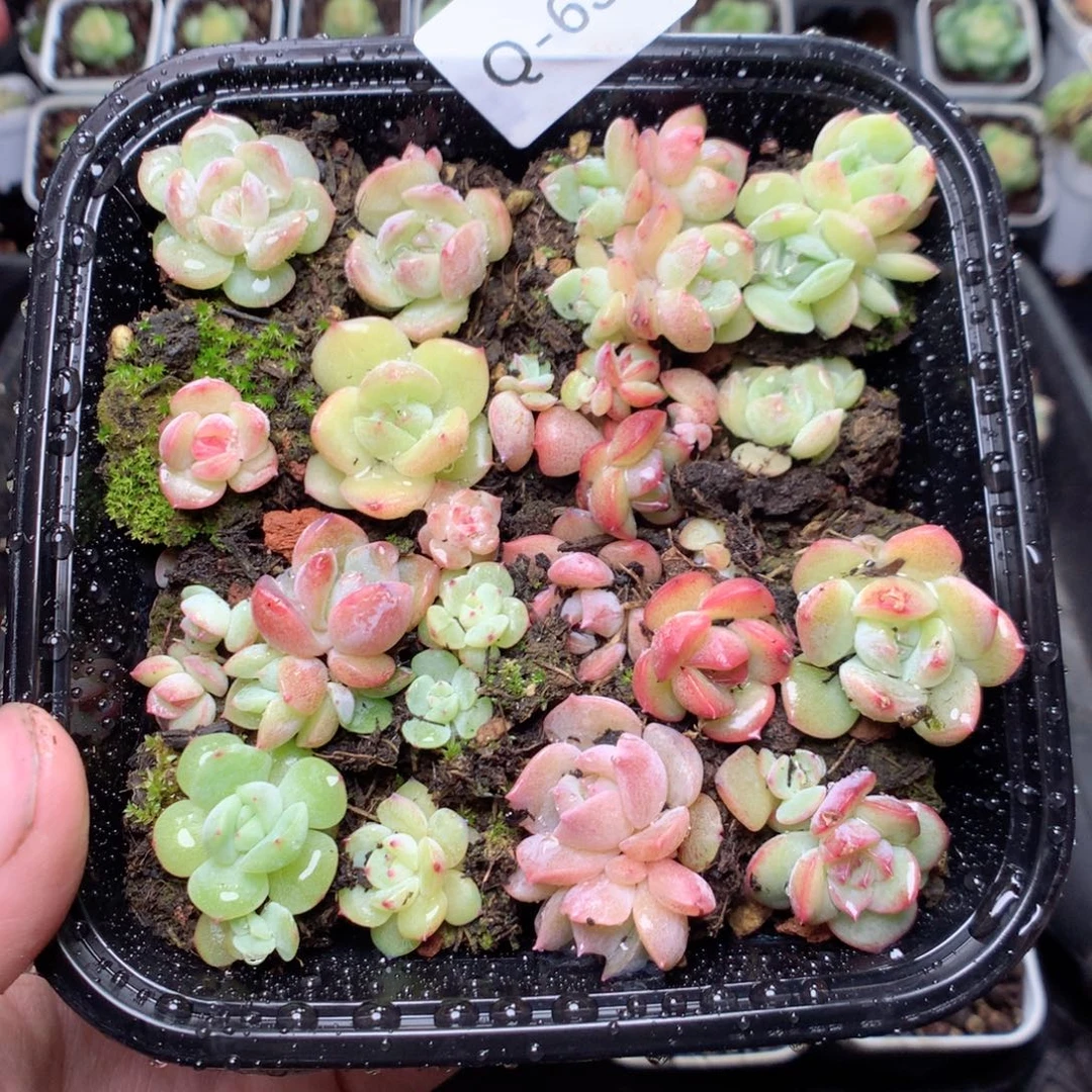 无花朵Q63yyyyyyuy