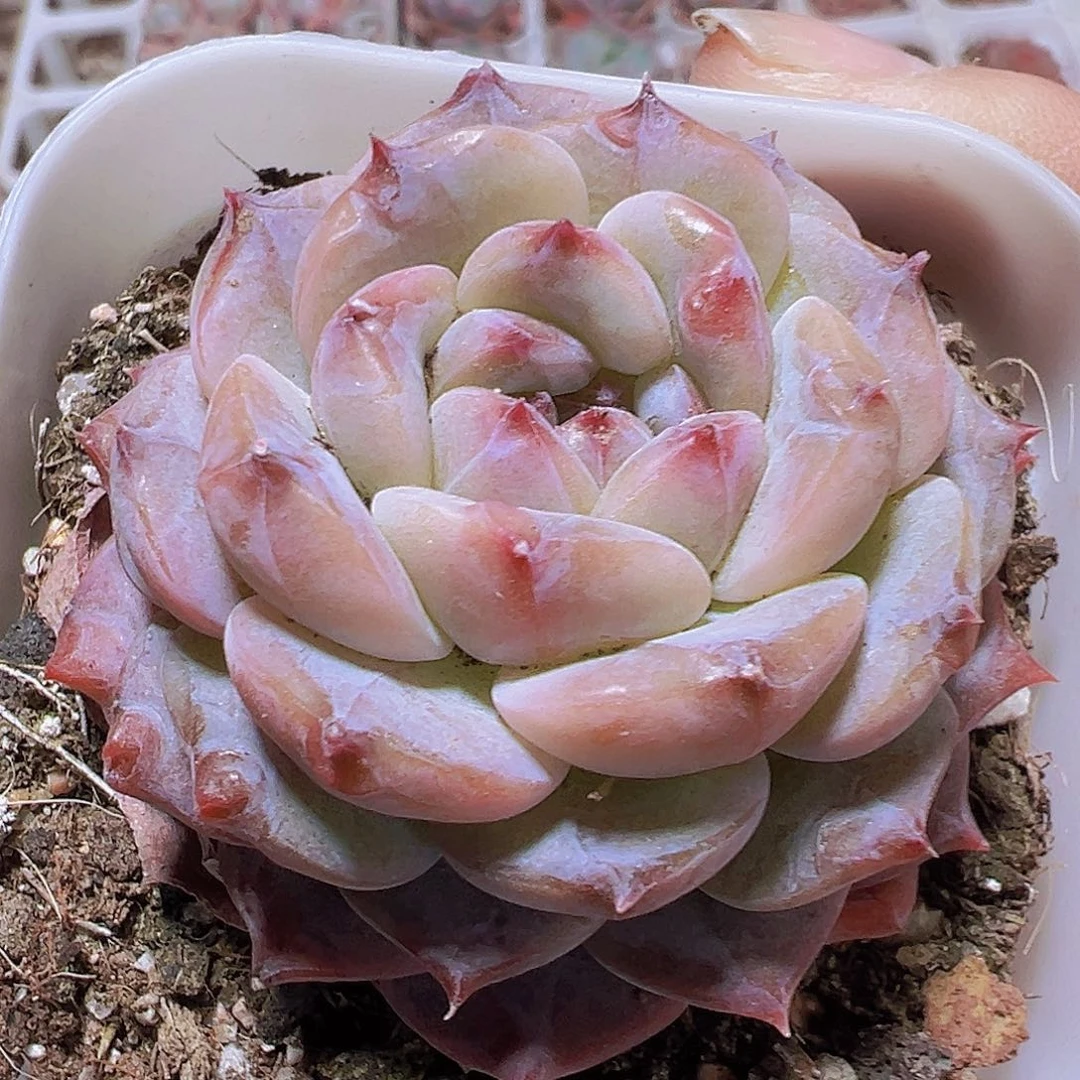 云塔19包邮发样品多肉植物