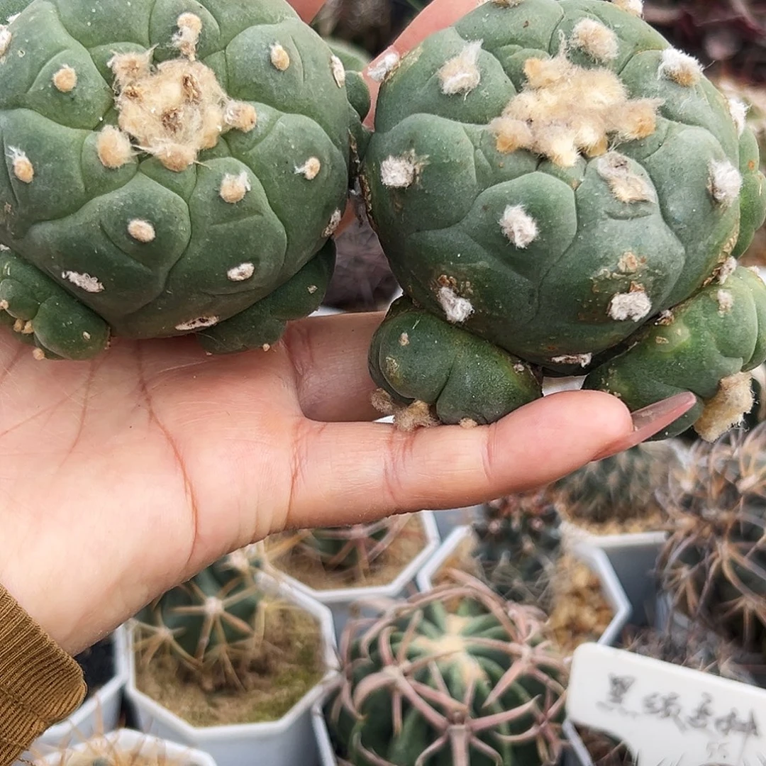 草球仙人球666666666