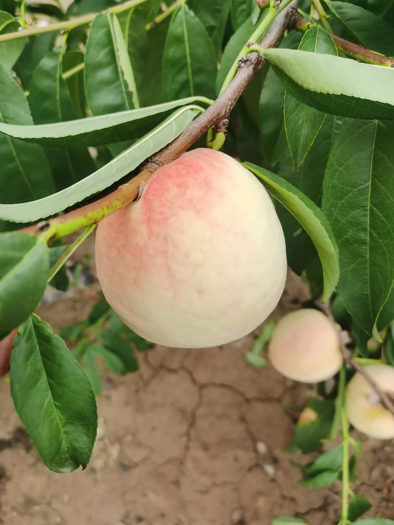 甘肃天水莱山蜜水蜜桃现摘现发顺丰包邮香甜可口应季水果