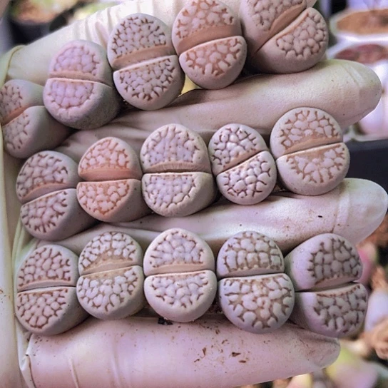 无花朵0676，有点干1.7厘米左右