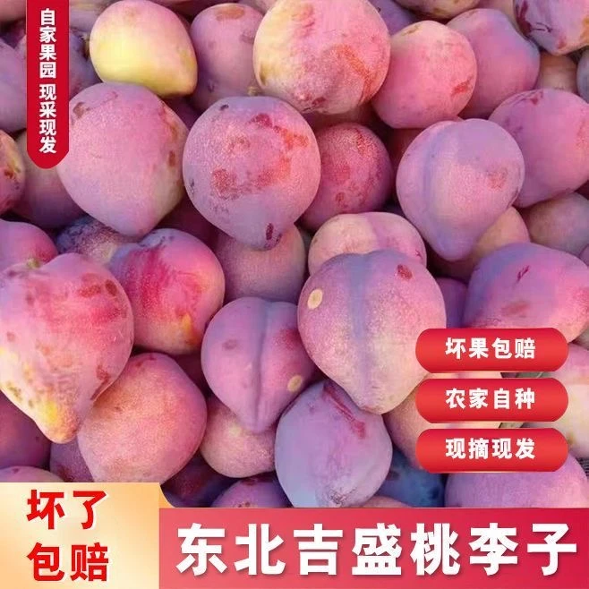东北现摘现发新鲜鸡心李子桃李子干碗李子干核酸甜可口嘎嘎好吃