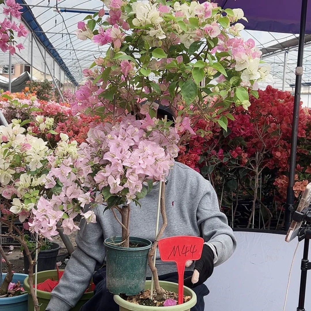 虾***米大部分花苞少量开放M44广红樱，苹果花掌中宝一棵