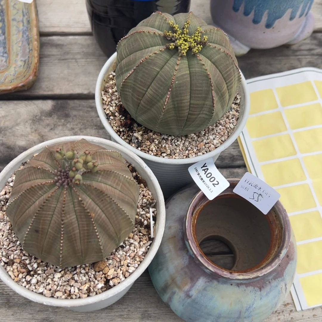 ya002肉肉肉盆盆盆