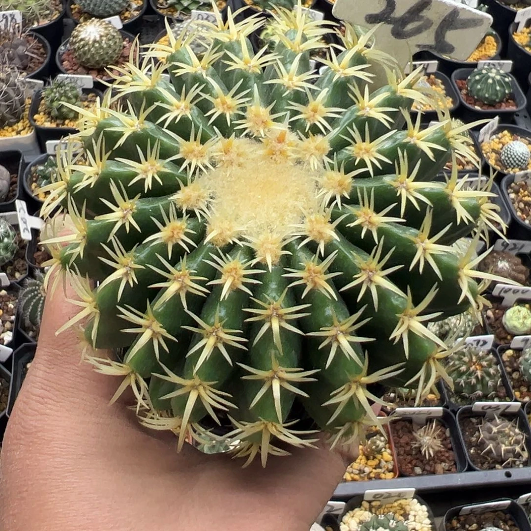 265短豪刺金虎实生