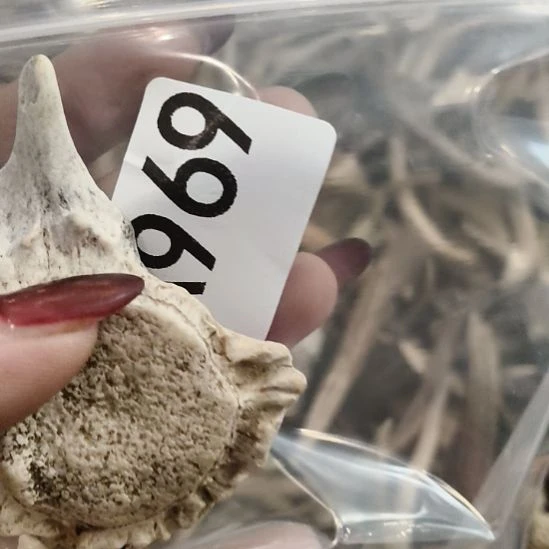 熊****鹿角鹿角鹿角鹿角鹿角