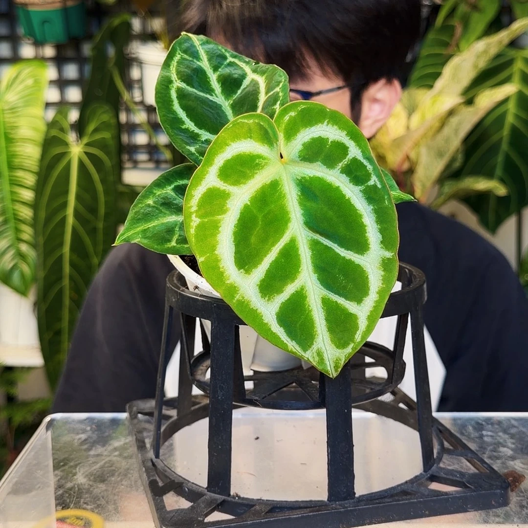 不开花植物E180  铜锣烧杂SKG