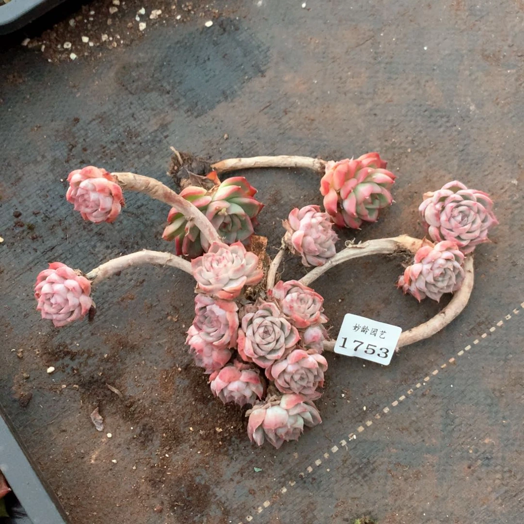 张*然1753-1754瑕疵不售后2颗