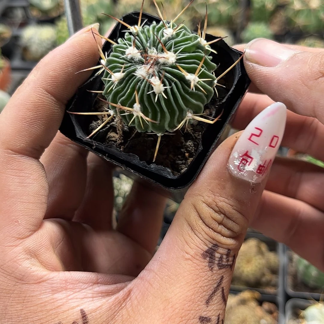 千波万波单头发货有根