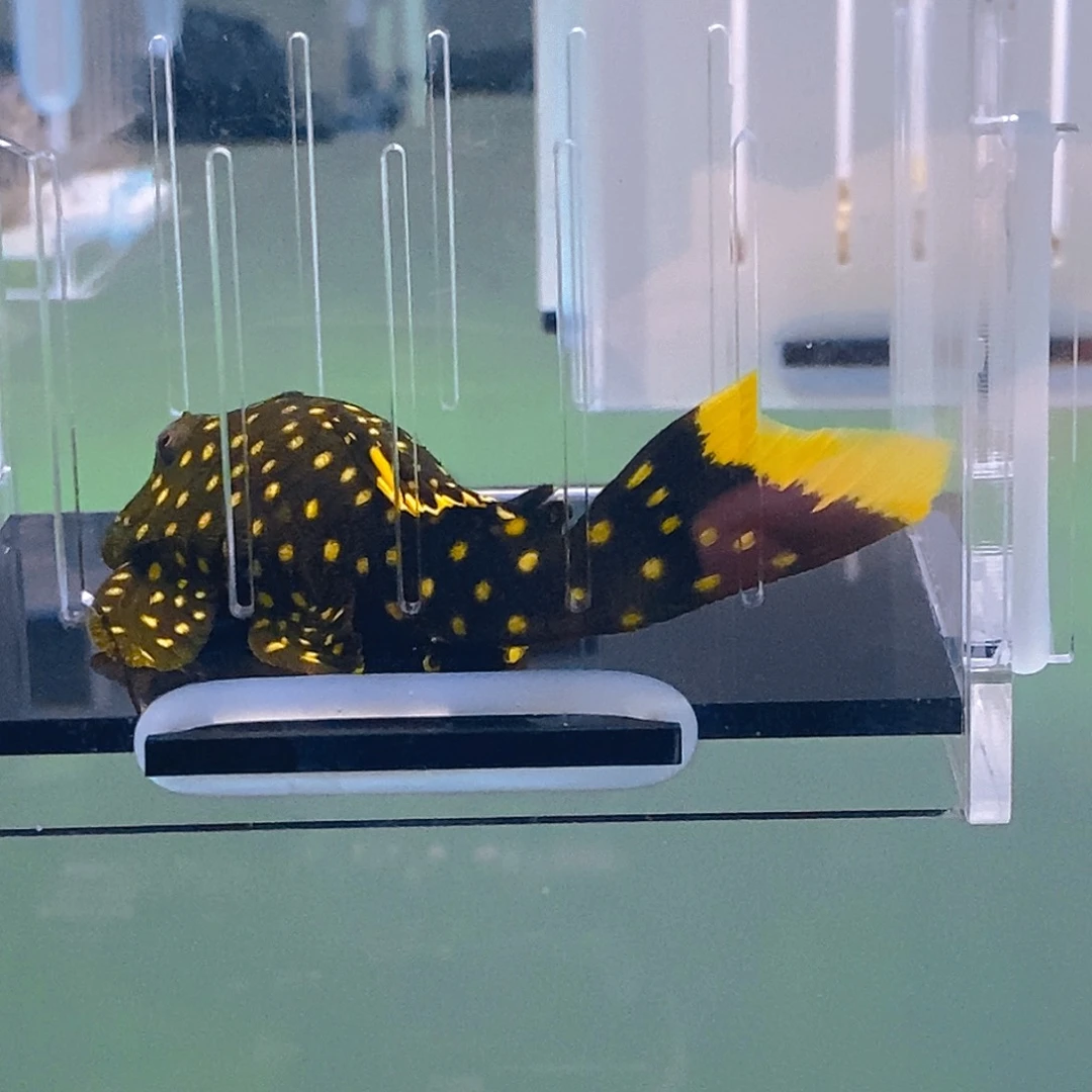 清道夫鱼黄珍珠6号