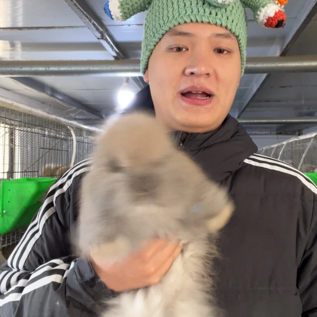 双血统英系安哥拉兔