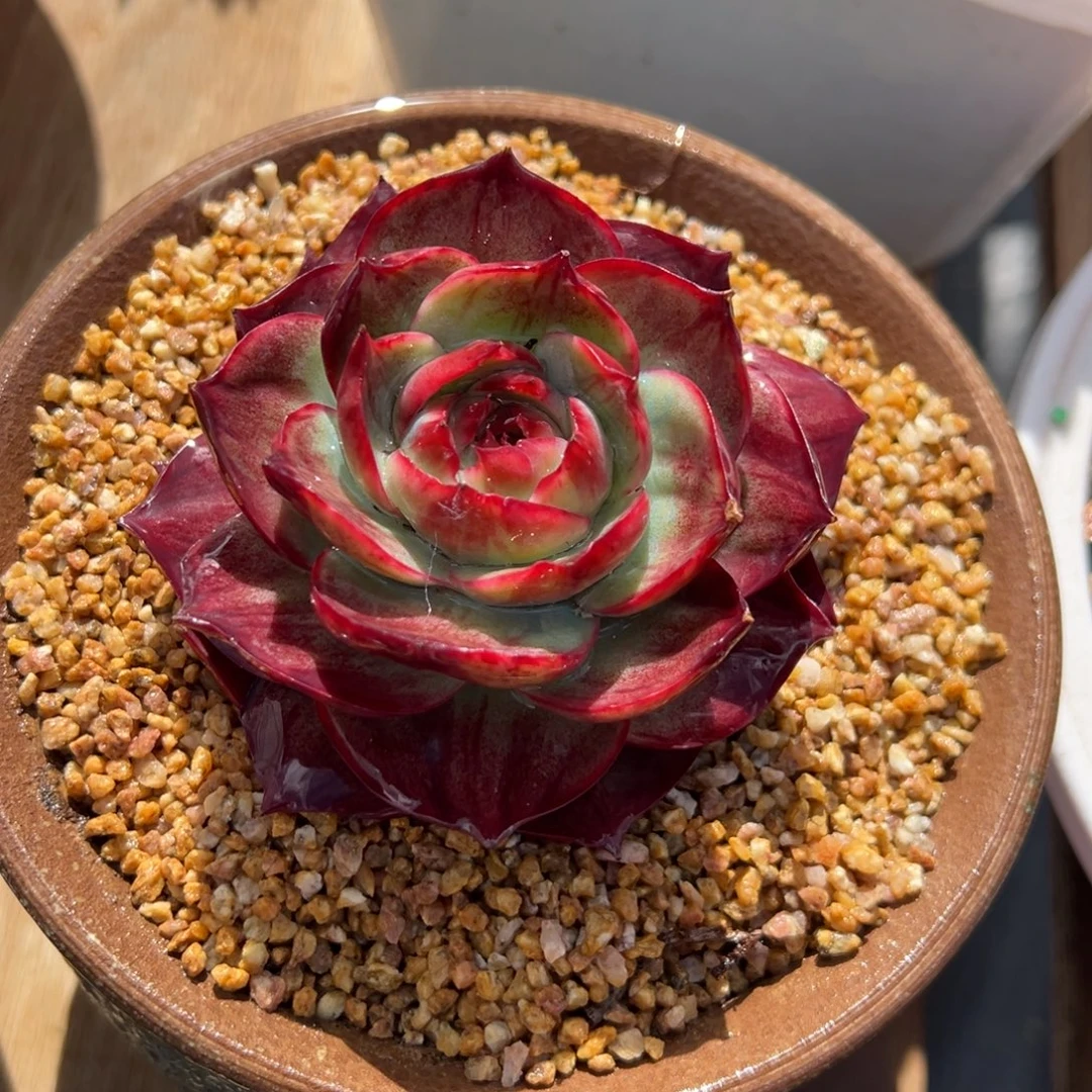 惊鸿仙子 夏鸣园艺