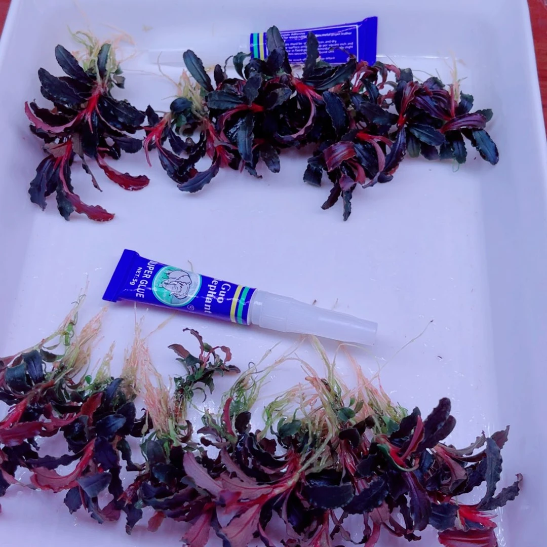 美小呆哇塞套餐一份