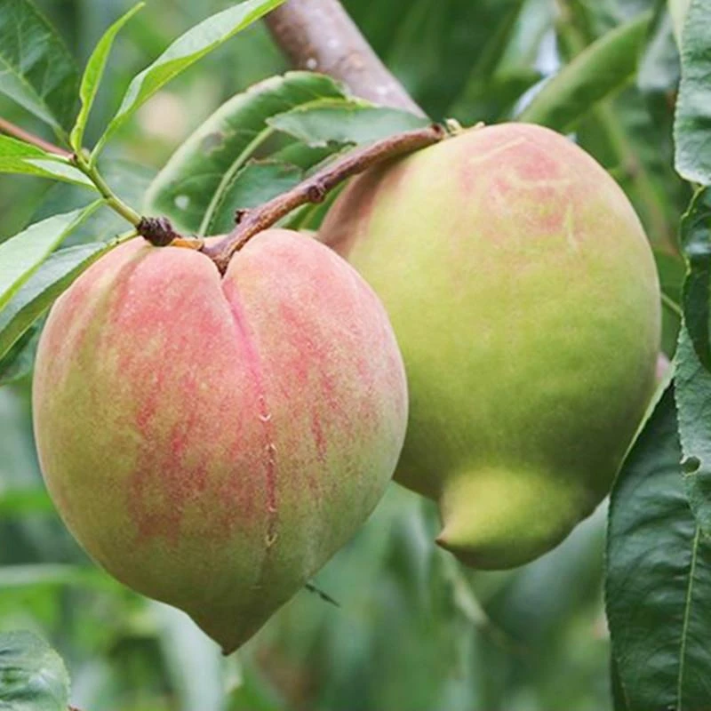 早熟鹰嘴桃树果苗桃树活苗盆栽脆甜鹰嘴桃大树嫁接苗庭院果树果苗