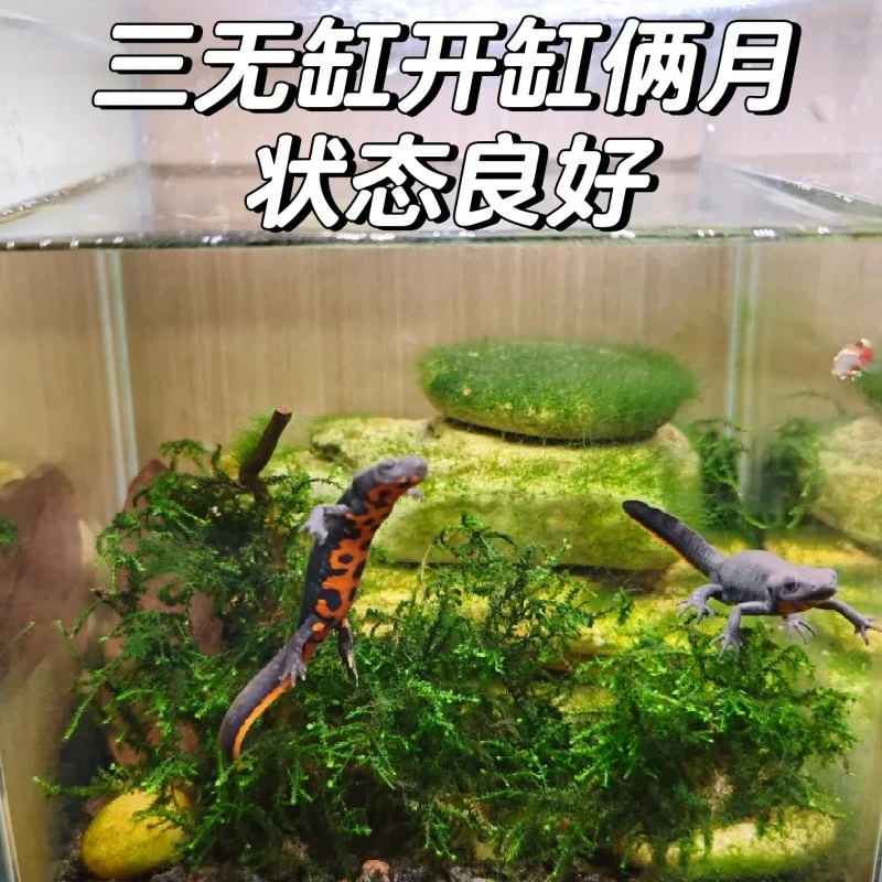 【原生缸必选】东方蝾螈小火龙冷水宠物观赏鱼好养可清洁鱼缸