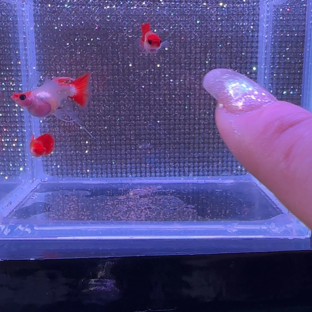 孔雀鱼玻璃猫c一对