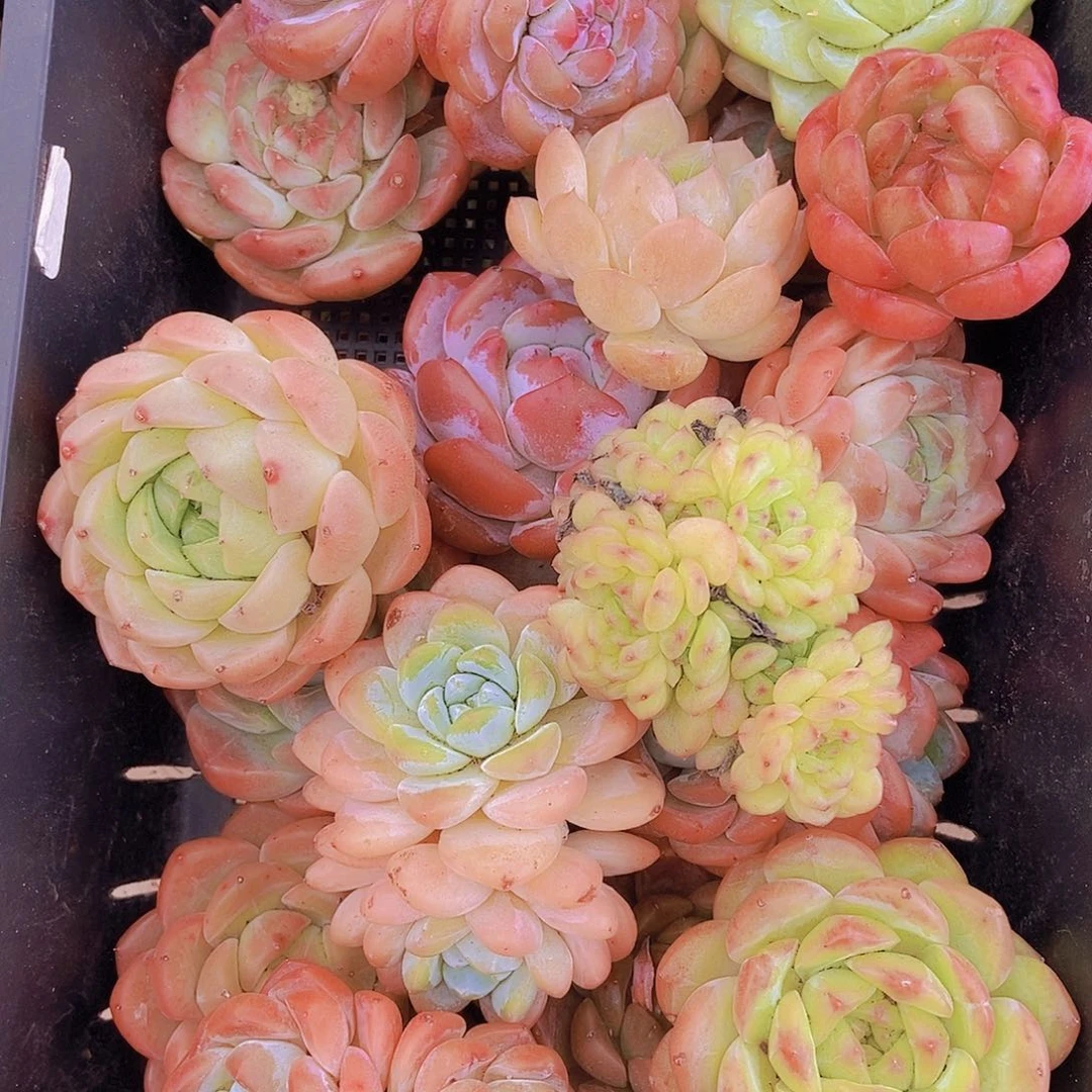 000002量拍保底20颗，大