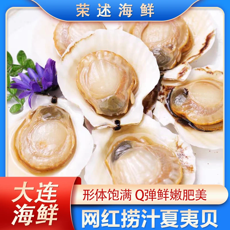 【主播专属】捞汁夏夷贝 开袋即食 整贝 扇贝 鲜活熟冻腌制 YY