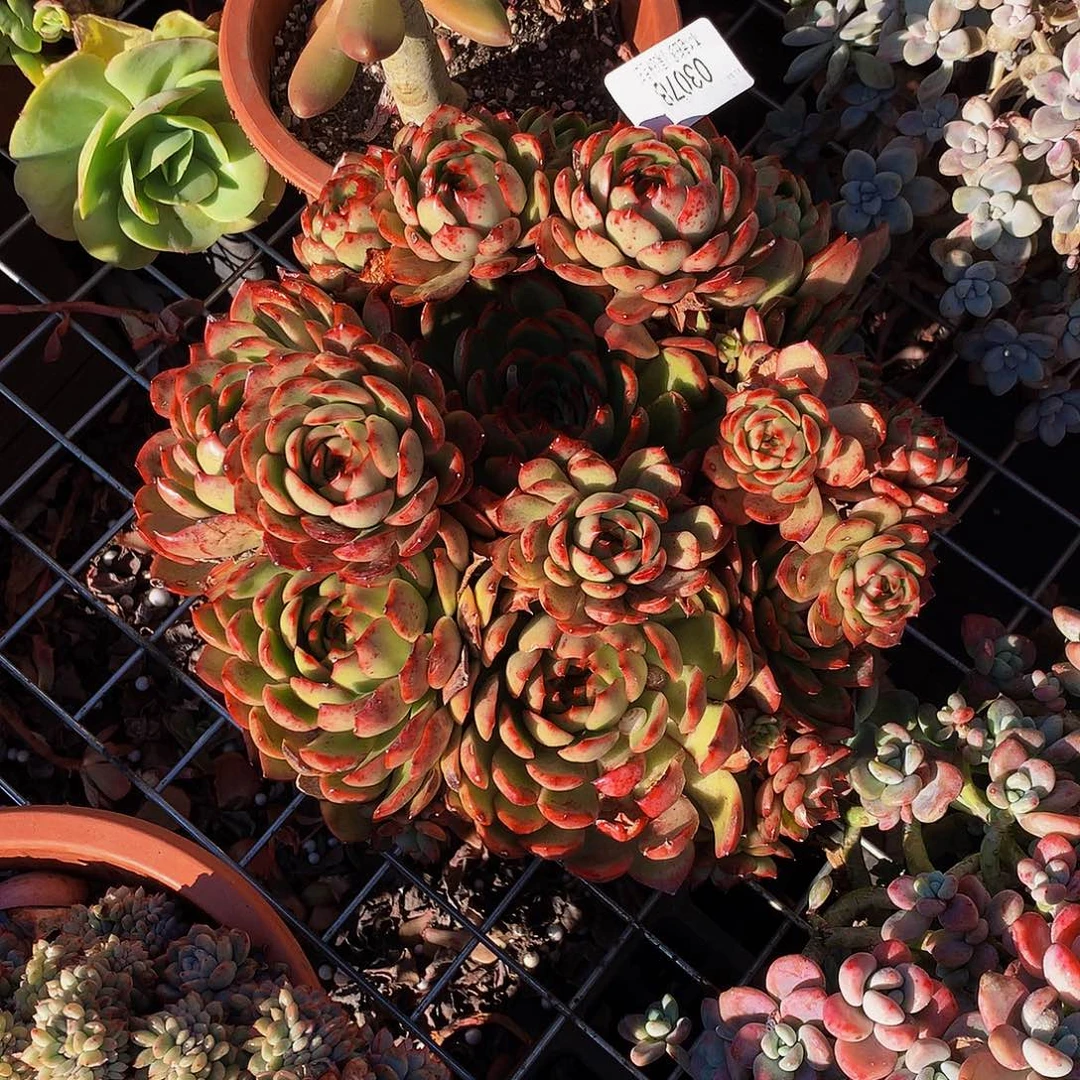 暮***雨    保利安娜多肉03078