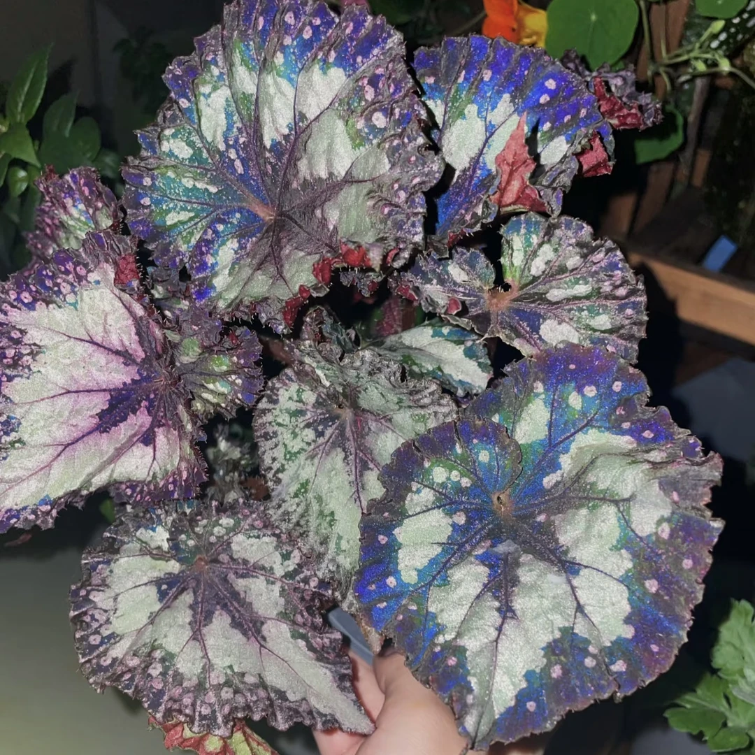 狂欢节秋海棠室内观叶植物网红盆栽