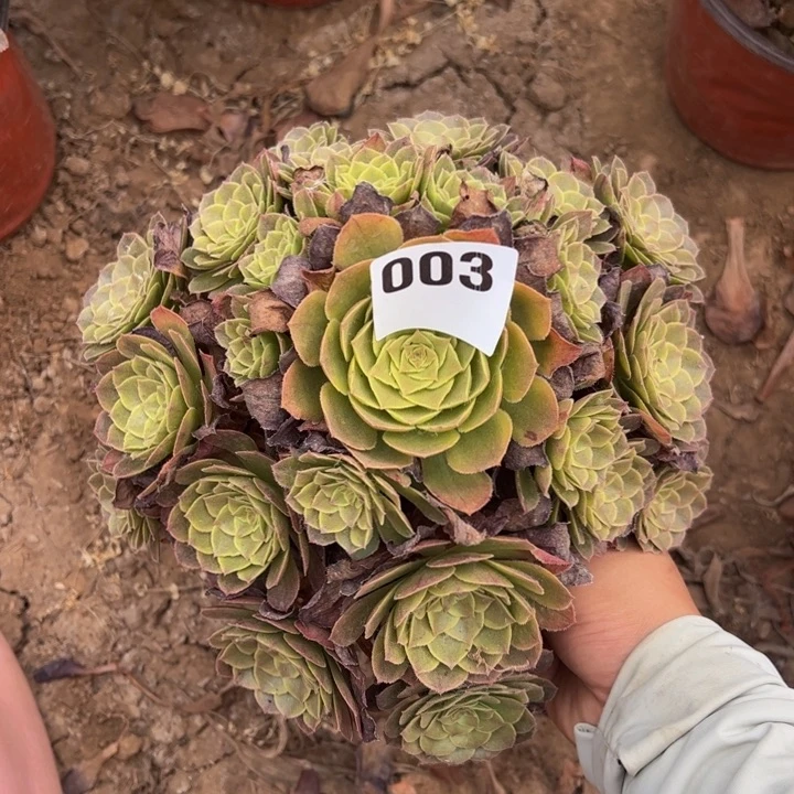 万绿锦多肉植物003.