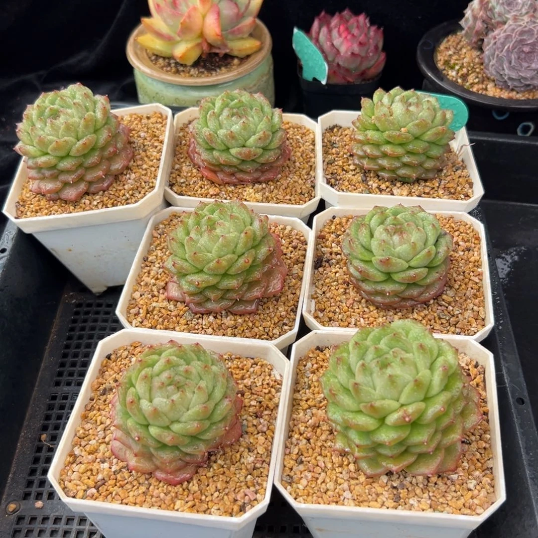 从前慢花园多肉编号1220-灯泡珍妮