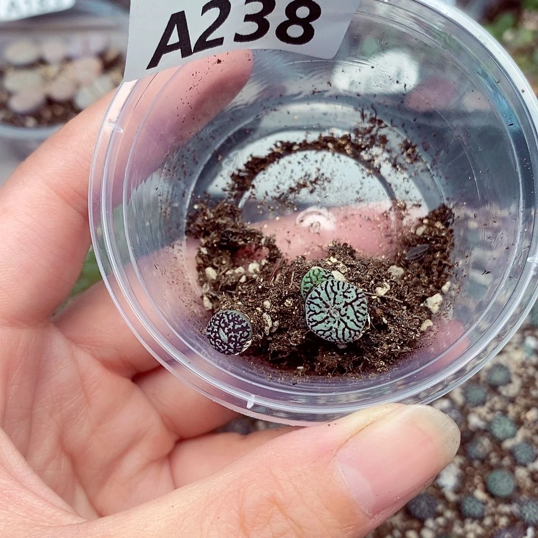 &****▙238啦咯啦咯啦咯哦