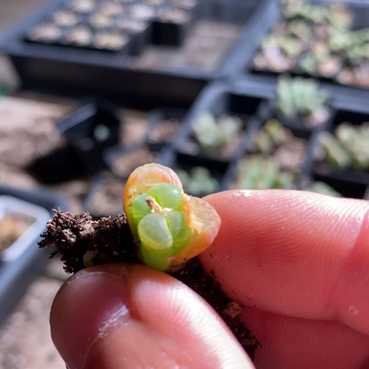 20263一个一个一个