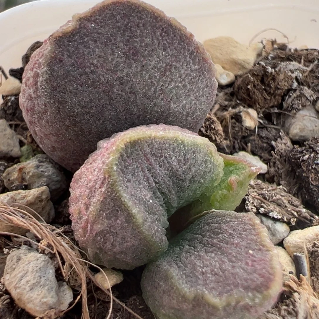 紫色系实生新品大苗多肉植物
