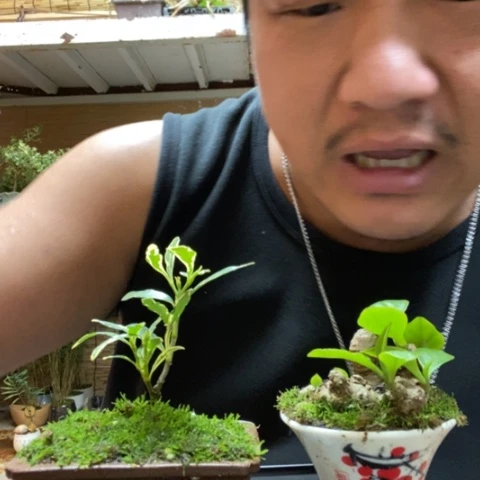 红陶一物一拍所见即所得281