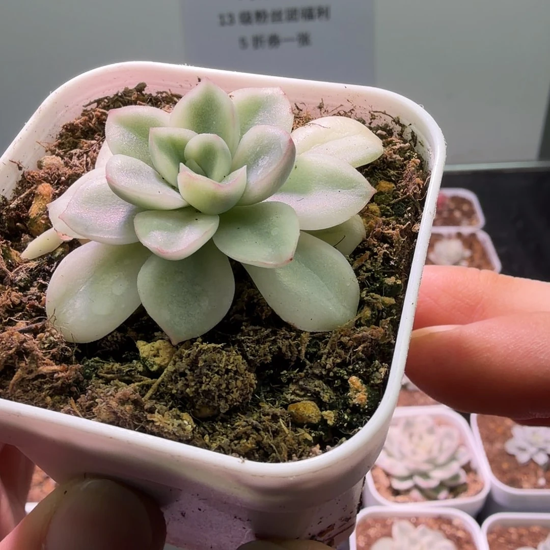 紫梦锦植物一物一拍