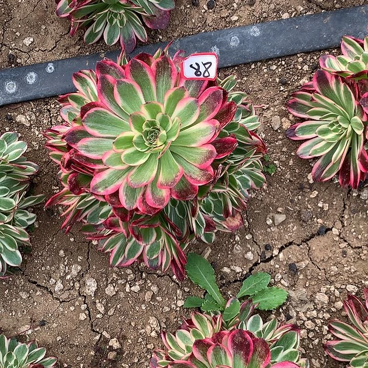 云荷多肉植物88多肉