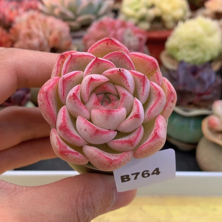 一物一拍满38包邮B764